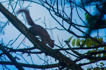 Eastern Gray Squirrel (Sciurus carolinensis) running down a tree branch at sunrise
