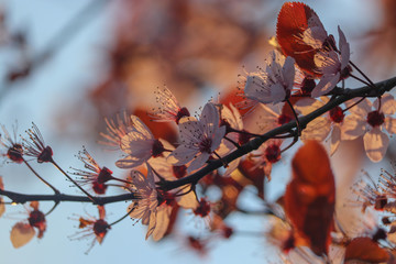arbre 2