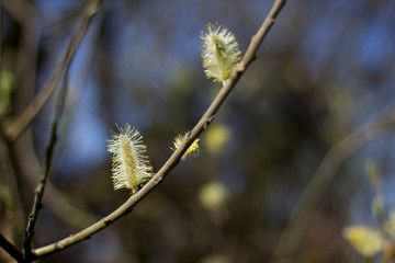 Ast mit Knospen