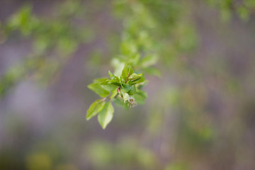 grüne Pflanze mit kleiner Blüte