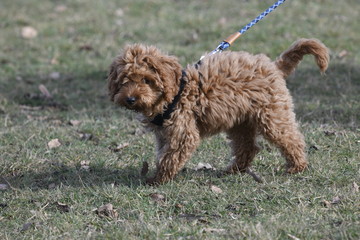 red cockapoo puppy on lead
