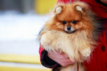 the dog breed pomeranian spitz