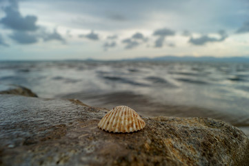 A shell on a rock in front of the sea with nice bokeh on Koh Phangan, Thailand
