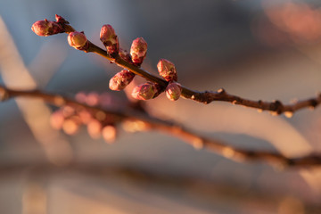 Swollen, unopened flower buds of apricot. Spring changes in plant life. After the rain.