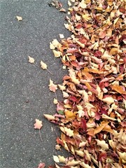 fall leaves in the street
