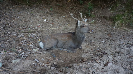 Naklejka na ściany i meble Animals of Miyajima Island, Japan