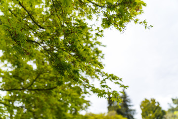 Japanese style plants in garden