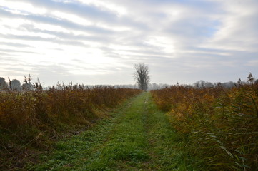 Obraz premium Feldweg