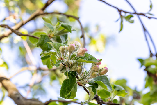 Apple tree bud close up, macro photo