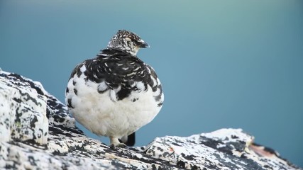 Rock ptarmigan in the scandinavian fell