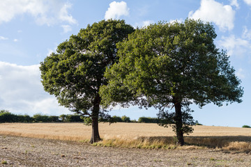 Fototapeta premium Trees