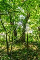 Fototapeta premium Trees suspicions public park in the city of Novi Sad