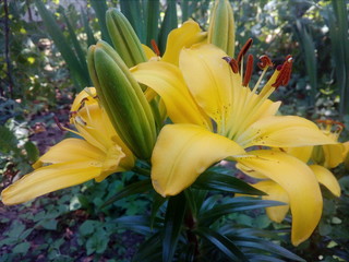 Obraz premium природа, отдых