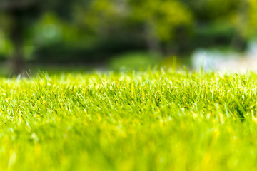 Fototapeta na wymiar close up shot of the grass