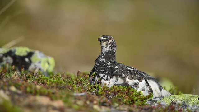 Rock ptarmigan in the scandinavian fell