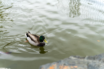 A cute duck in Japanese Garden next to the pool