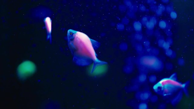 Colorful fluorescent glofish danio in slowmotion in the aquarium.