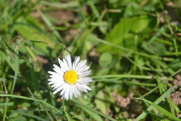 Fototapeta premium Daisy