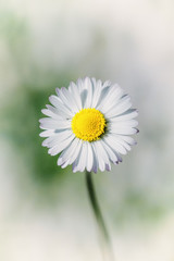 Gänseblümchen - bellis perennis, Nostalgie mit hellem Rand © SusaZoom