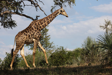 Giraffe / Giraffe / Giraffa Camelopardalis