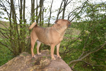 Hund auf Baumstamm 7