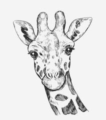 Giraffe sketch. Hand drawn illustration converted to vector © aksol