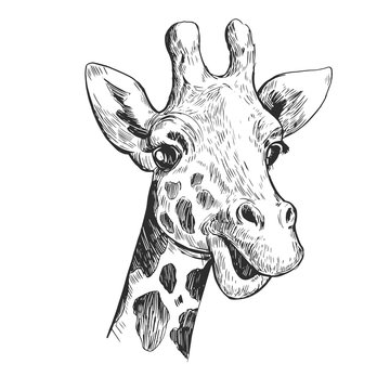 Cute giraffe sketch black and white' Sticker | Spreadshirt-anthinhphatland.vn