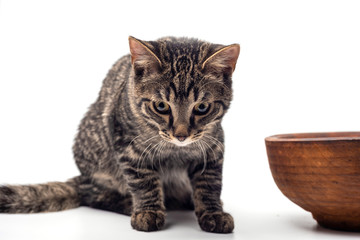 Cat on white background