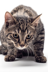 Cat on white background