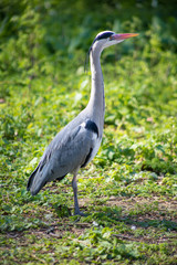 Fototapeta premium Long Necked Bird