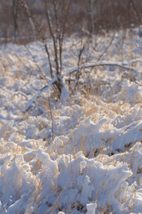 Tall grass covered with snow after a snowstorm. Nature in winter.