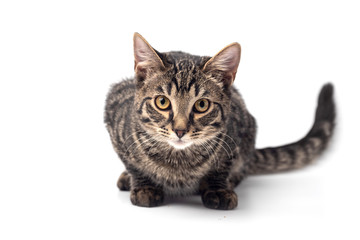 Cat on white background