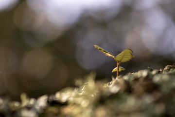 Rebento de azinheira