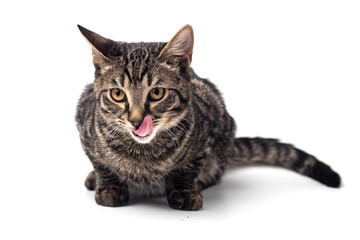 Obraz premium Cat on white background