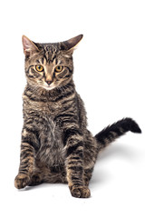 Cat on white background