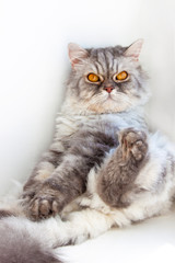 Pensive cat in a funny pose. Cat's sitting. Cat pulls paw