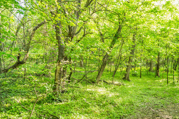 Trees suspicions public park in the city of Novi Sad