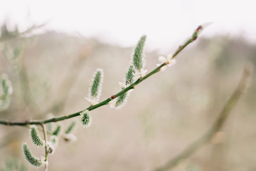 Buds on trees. spring nature background.  Spring wallpaper. Abstract blurred background. Springtime. Branches of trees with soft focus. Easter and spring greeting cards with copy space. 
