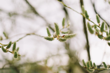 Buds on trees. Spring wallpaper. Abstract blurred background. Springtime. Branches of trees with soft focus.