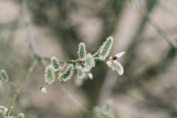 Buds on trees. Spring wallpaper. Abstract blurred background. Springtime. Branches of trees with soft focus.