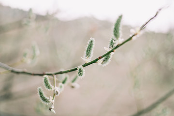 Buds on trees. Spring wallpaper. Abstract blurred background. Springtime. Branches of trees with soft focus.