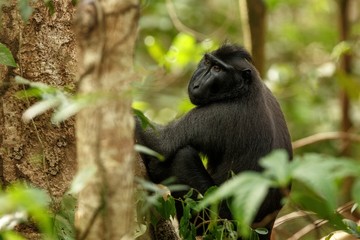 Celebes crested macaque on the branch of the tree. Close up portrait. Endemic black crested macaque or the black ape. Natural habitat. Unique mammals in Tangkoko National Park,Sulawesi. Indonesia