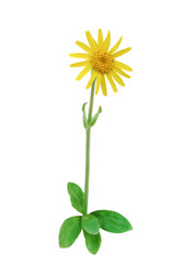 Arnica In Bloom (Arnica montana) isolated on White background