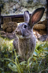 ein kaninchen sieht in die augen