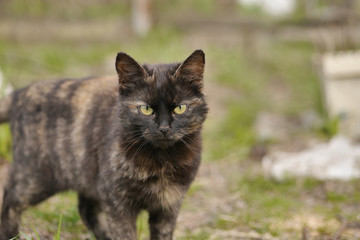 Homeless cat looking at the camera.