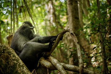 Celebes crested macaque on the branch of the tree. Close up portrait. Endemic black crested macaque or the black ape. Natural habitat. Unique mammals in Tangkoko National Park,Sulawesi. Indonesia