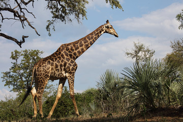 Giraffe / Giraffe / Giraffa Camelopardalis