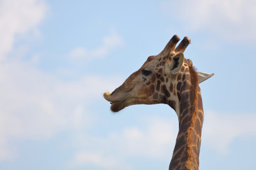 Giraffe / Giraffe / Giraffa Camelopardalis