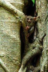Spectral Tarsier, Tarsius spectrum, portrait of rare endemic nocturnal mammals, small cute primate in large ficus tree in jungle, Tangkoko National Park, Sulawesi, Indonesia, Asia