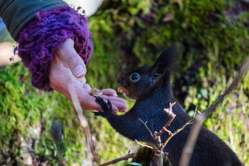 Verbingung zwischen Mensch und Tier